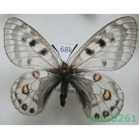 Parnassius cephalus cephalus (Grum-Grshimailo, 1891) female China68k